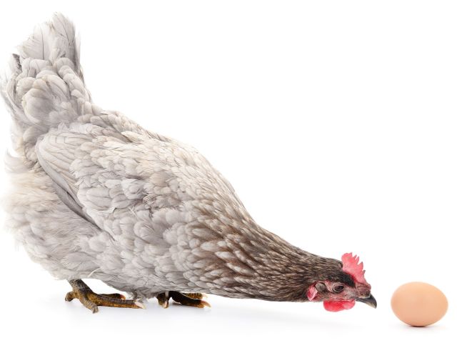 Telegraph Highlights Inheritance Tax Chicken and Egg Nightmare