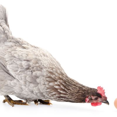 Telegraph Highlights Inheritance Tax Chicken and Egg Nightmare