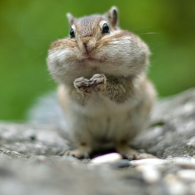 Chipmunk with cheeks full of nuts and seeds 6 (Demo)